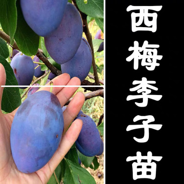 西梅李子嫁接苗基地直销现挖现卖自家苗圃包成活