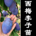 西梅李子嫁接苗基地直销现挖现卖自家苗圃包成活