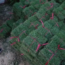 出售大叶油草，台湾草，马尼拉草