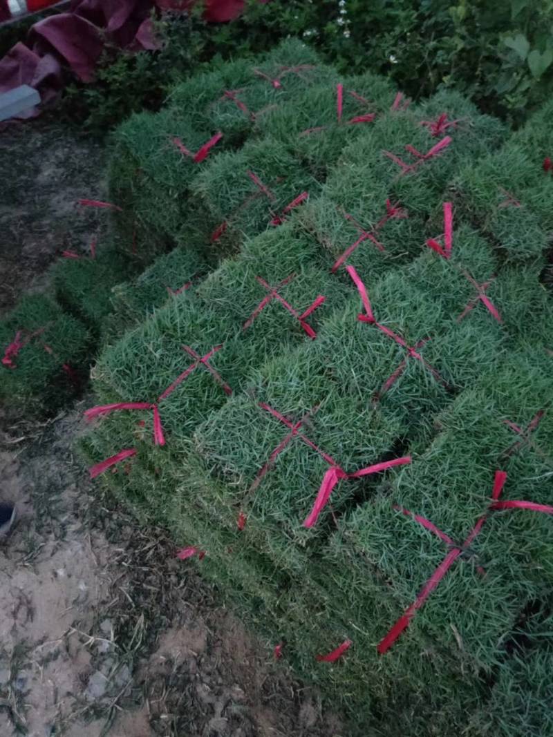 出售大叶油草，台湾草，马尼拉草