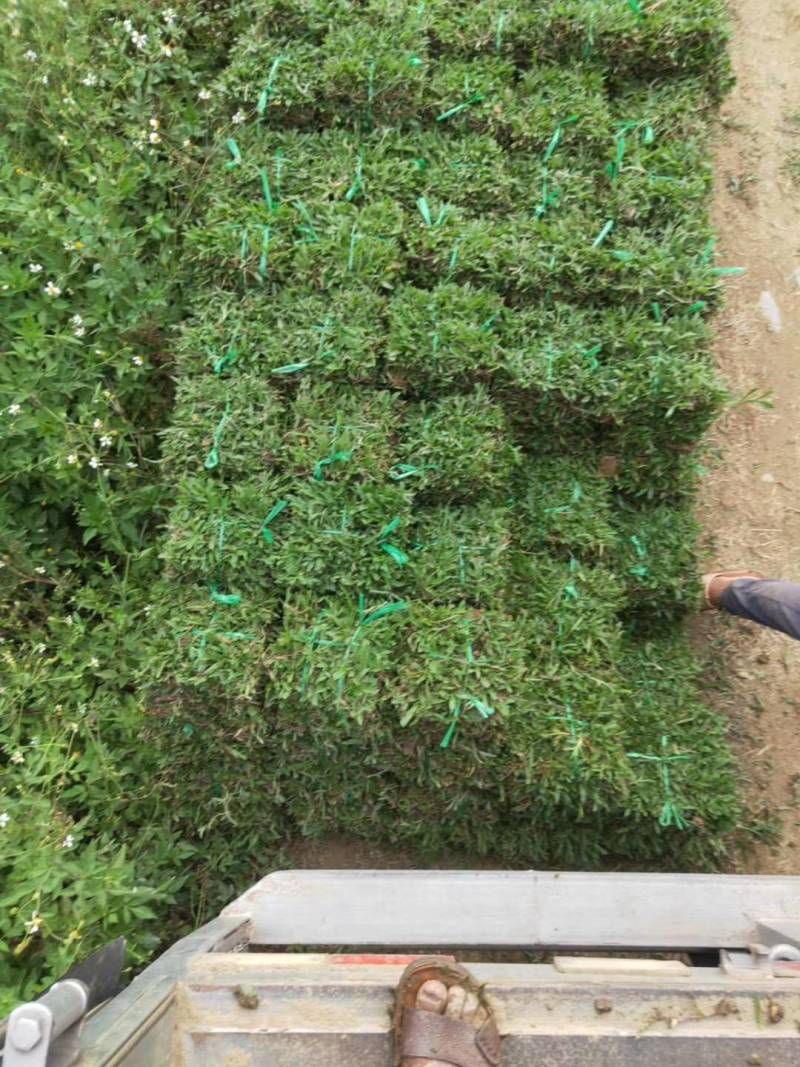 出售大叶油草，台湾草，马尼拉草