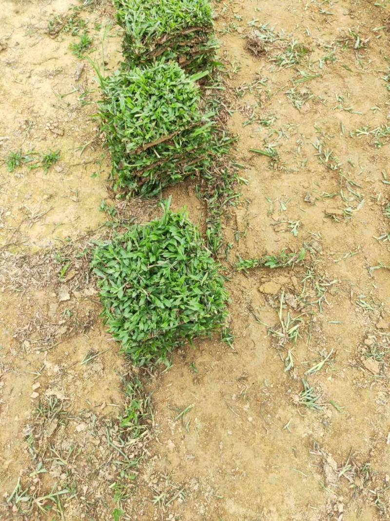 出售大叶油草，台湾草，马尼拉草