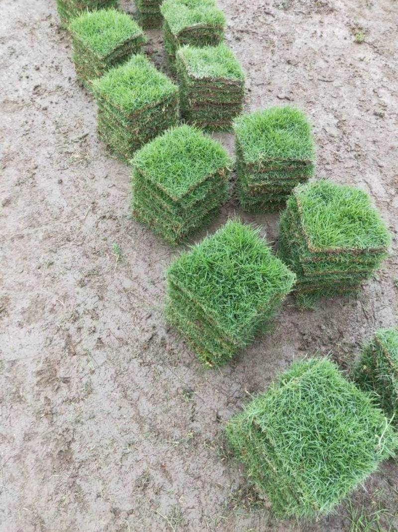 出售大叶油草，台湾草，马尼拉草
