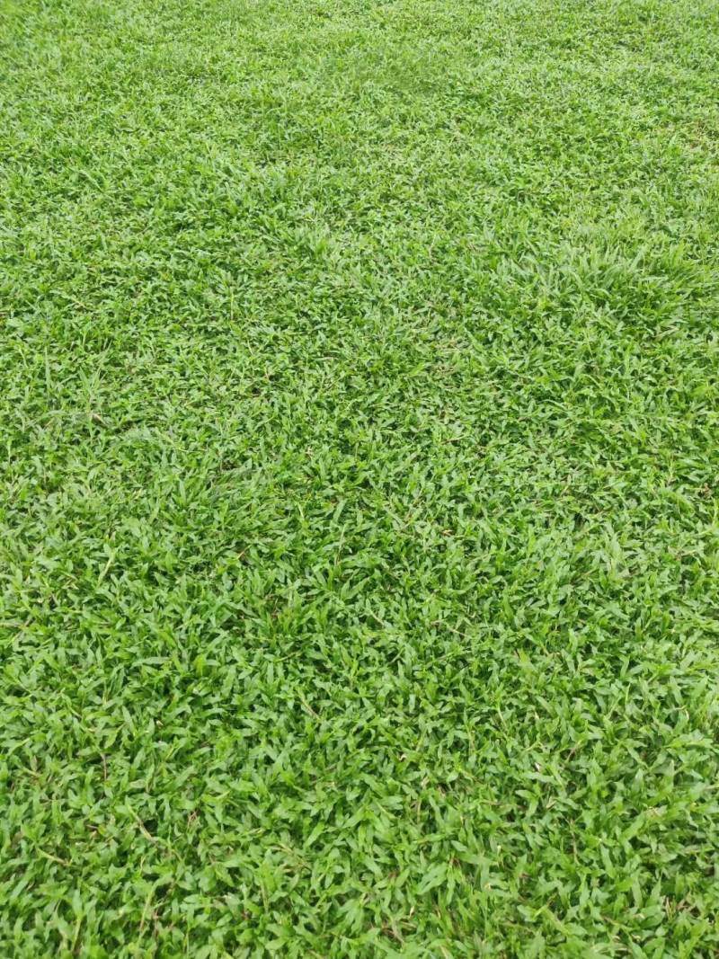 出售大叶油草，台湾草，马尼拉草
