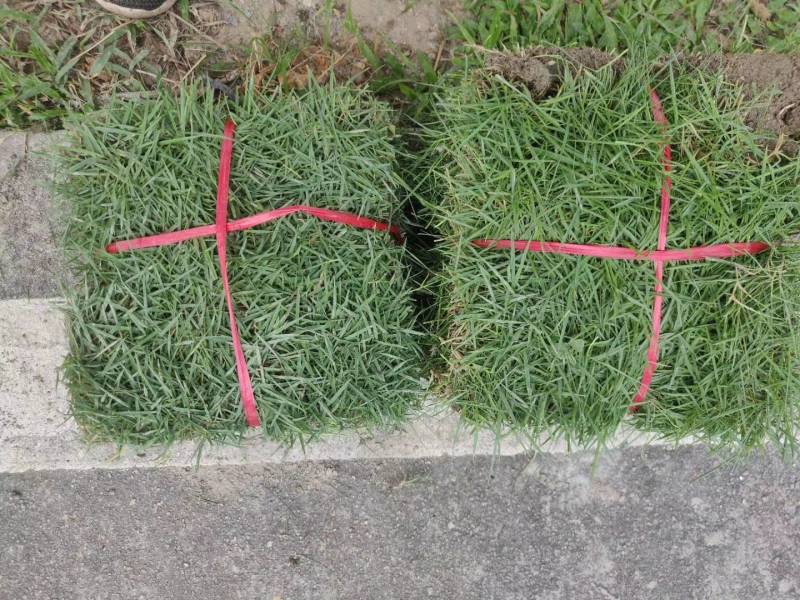 出售大叶油草，台湾草，马尼拉草
