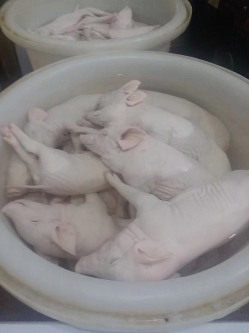 冻乳猪，冻乳猪，可视频，脆皮乳猪，小耳朵乳猪