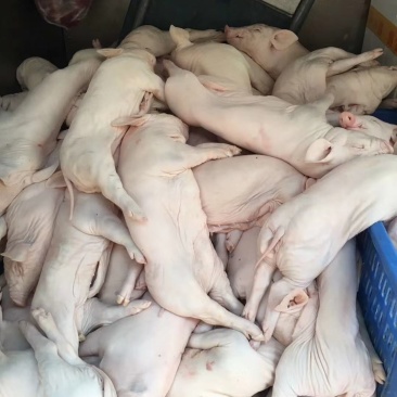 冻乳猪，冻乳猪，可视频，脆皮乳猪，小耳朵乳猪
