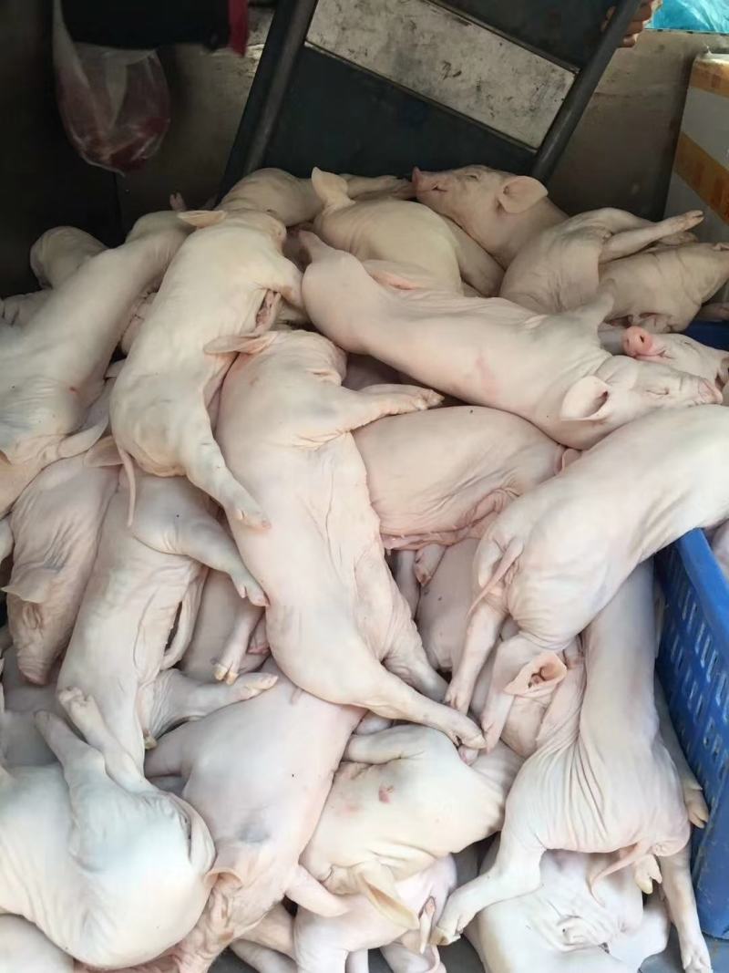 冻乳猪，冻乳猪，可视频，脆皮乳猪，小耳朵乳猪