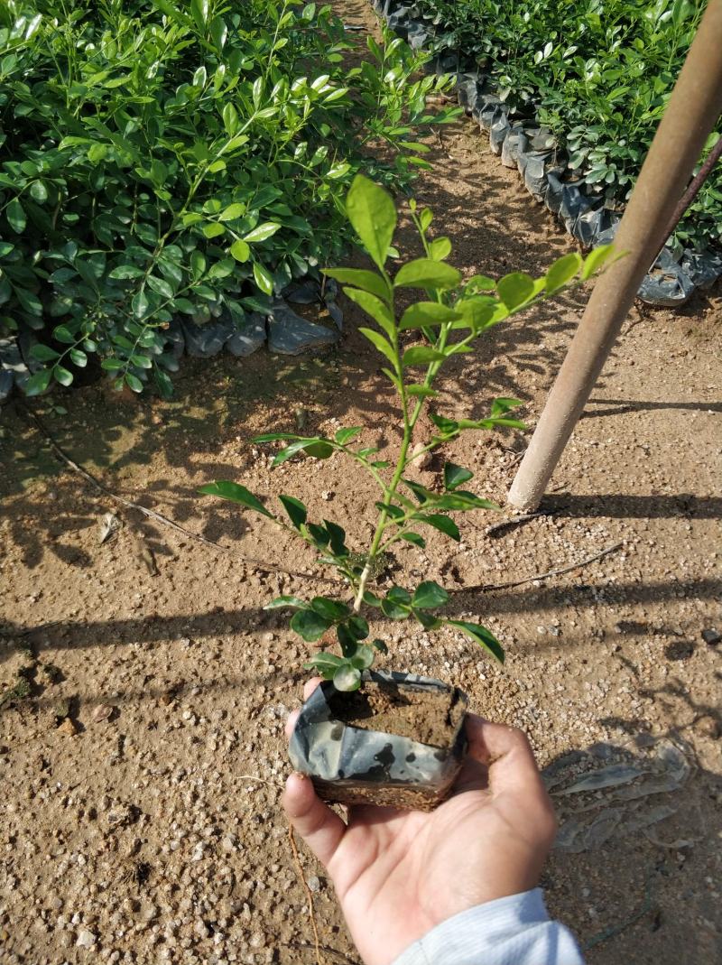 七里香九里香工程苗基地现货供应