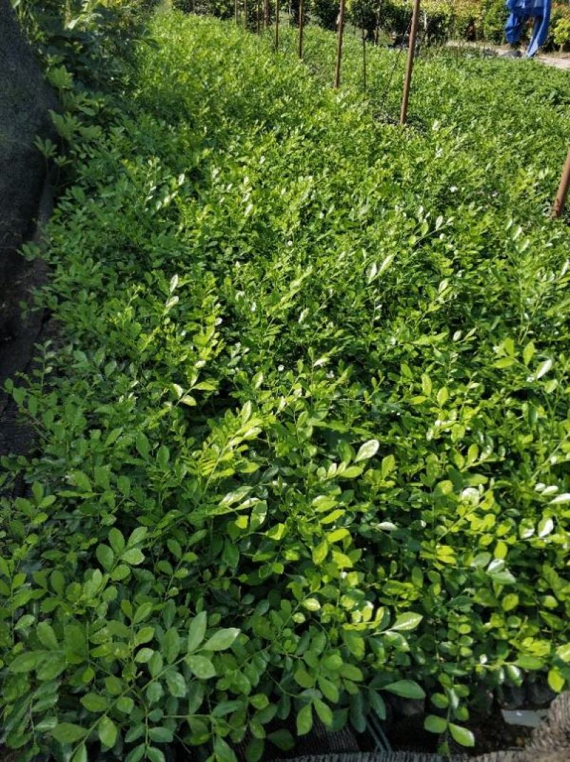 七里香九里香工程苗基地现货供应