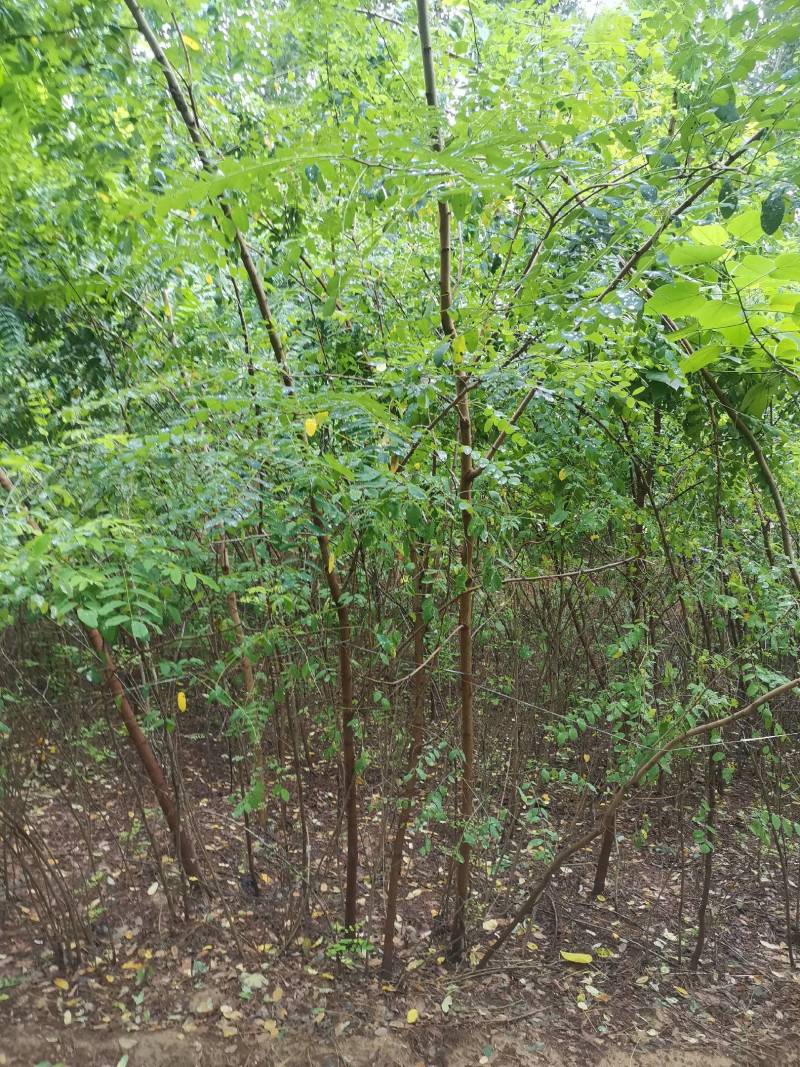 刺槐苗0.4—6基地直发刺槐成活率高常年供应，量大从优。