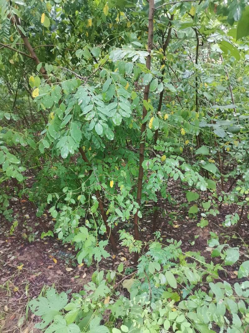 刺槐苗0.4—6基地直发刺槐成活率高常年供应，量大从优。