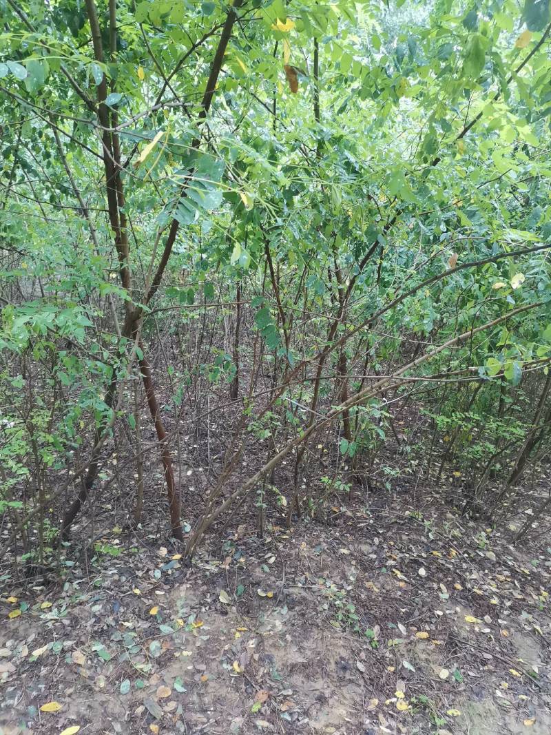 刺槐苗0.4—6基地直发刺槐成活率高常年供应，量大从优。