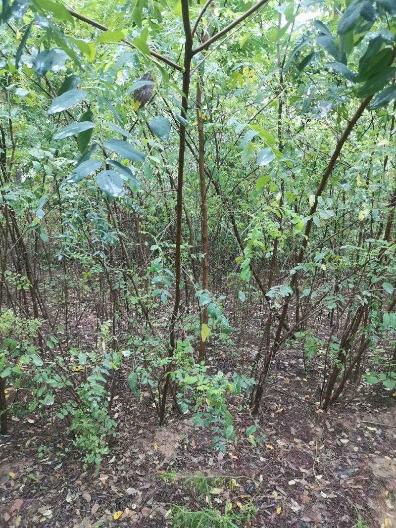 刺槐苗0.4—6基地直发刺槐成活率高常年供应，量大从优。