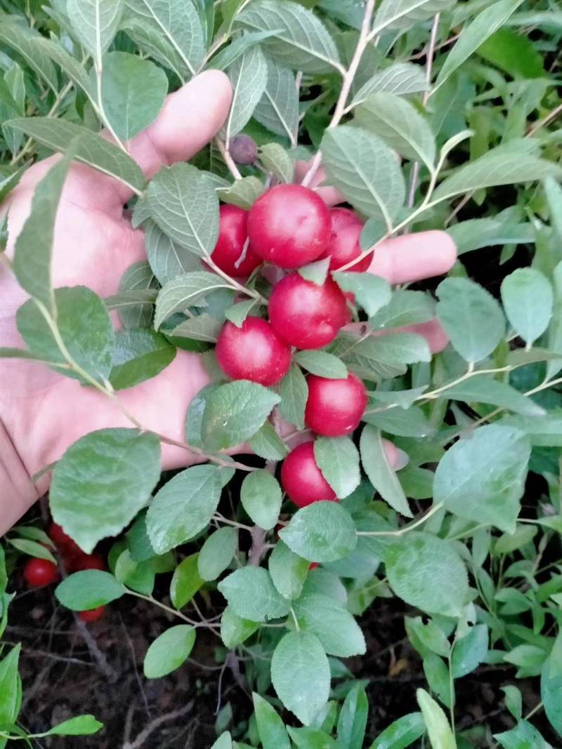 钙果苗.钙果小苗.钙果好.钙果苗
