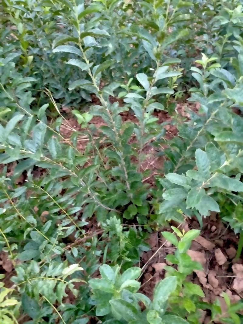 钙果苗.钙果小苗.钙果好.钙果苗