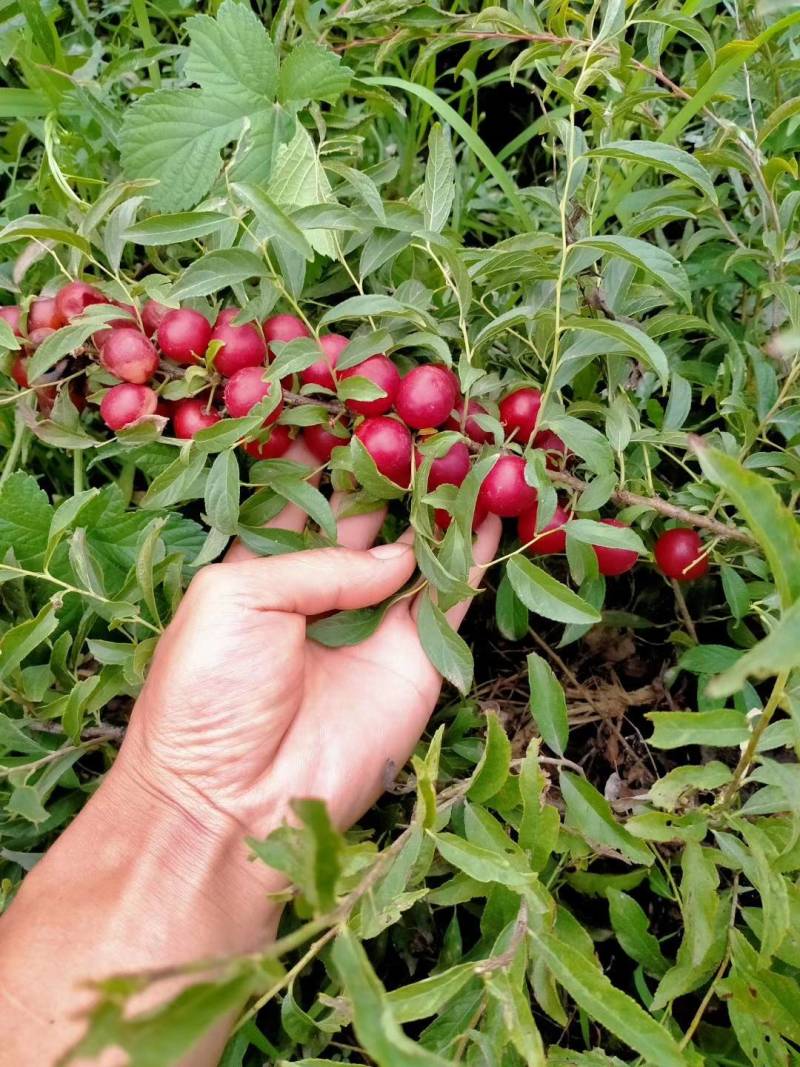 钙果苗.钙果小苗.钙果好.钙果苗