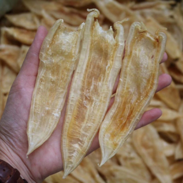 40头双背胶鱼胶花胶水产干货批发代发送礼