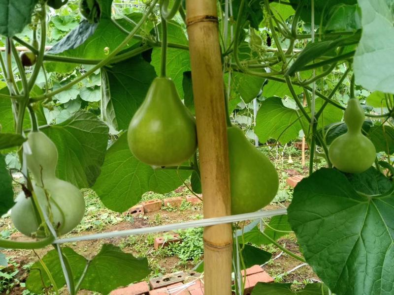 梨形葫芦种子瓢葫芦菜瓜走廊观光观赏葫芦籽工艺品葫芦