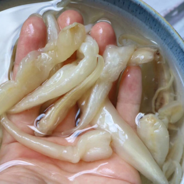 特价650头豆仁胶鱼胶花胶水产干货批发代发