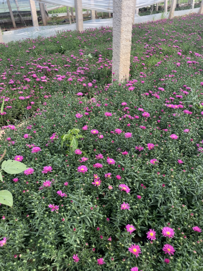 荷兰菊荷兰菊荷兰菊荷兰菊荷兰菊花卉租摆啊