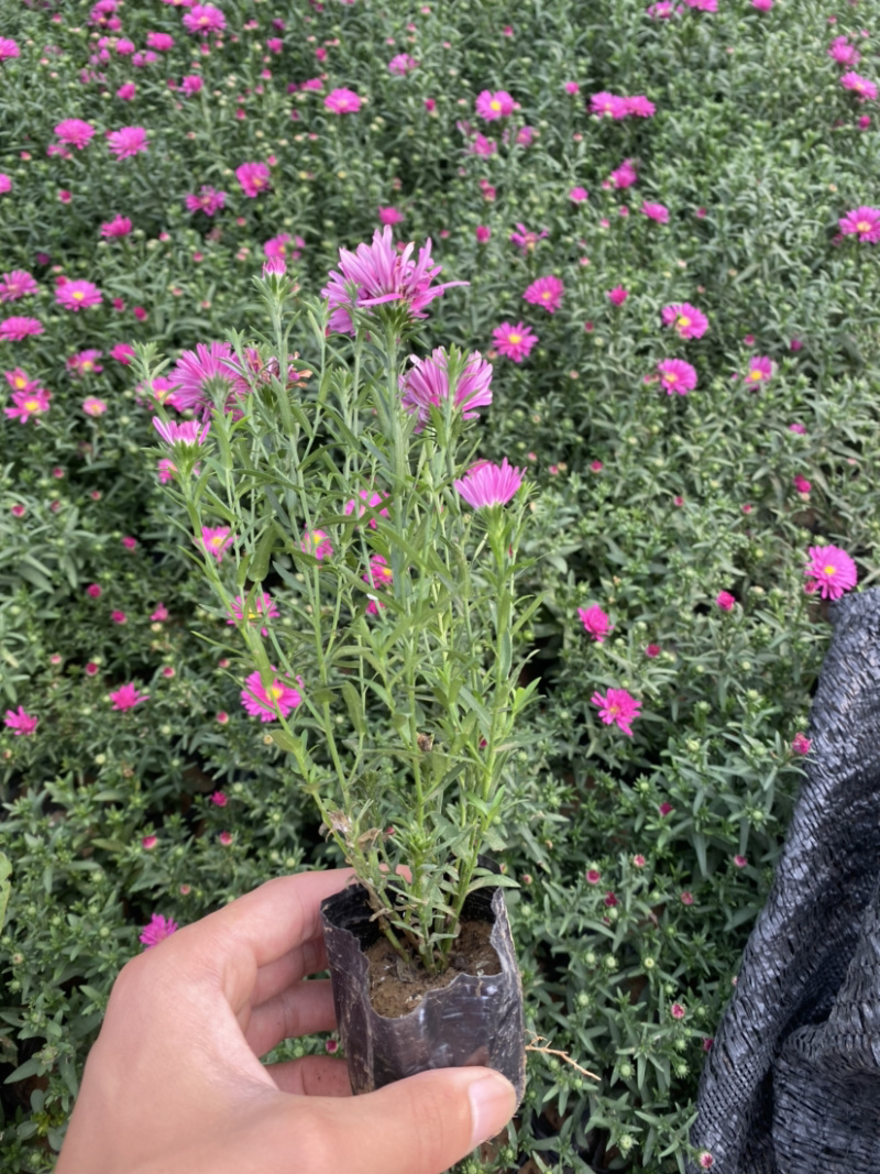 荷兰菊荷兰菊荷兰菊荷兰菊荷兰菊花卉租摆啊
