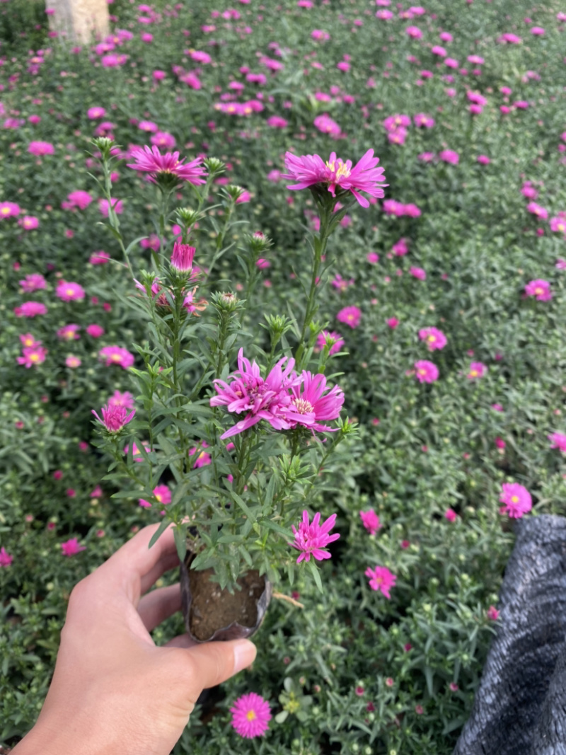 荷兰菊荷兰菊荷兰菊荷兰菊荷兰菊花卉租摆啊