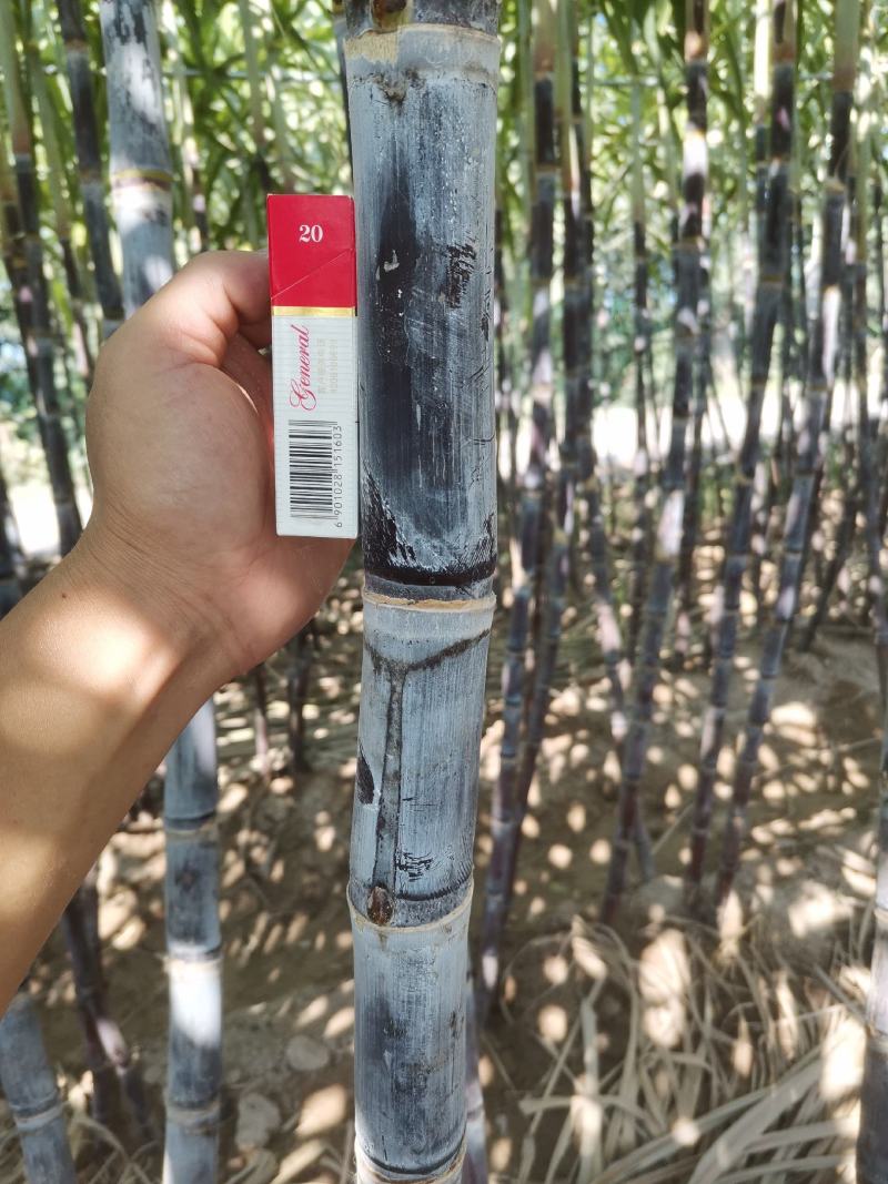 山东菏泽甘蔗苗甘蔗种子提供种植技术包成活率