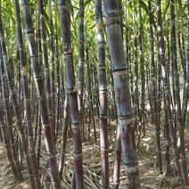 山东菏泽甘蔗苗甘蔗种子提供种植技术包成活率