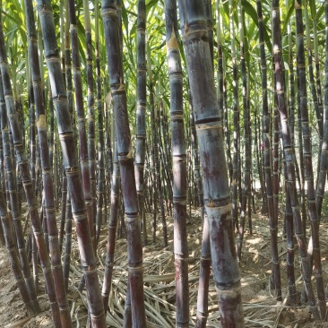 山东菏泽甘蔗苗甘蔗种子提供种植技术包成活率