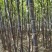 山东菏泽甘蔗苗甘蔗种子提供种植技术包成活率