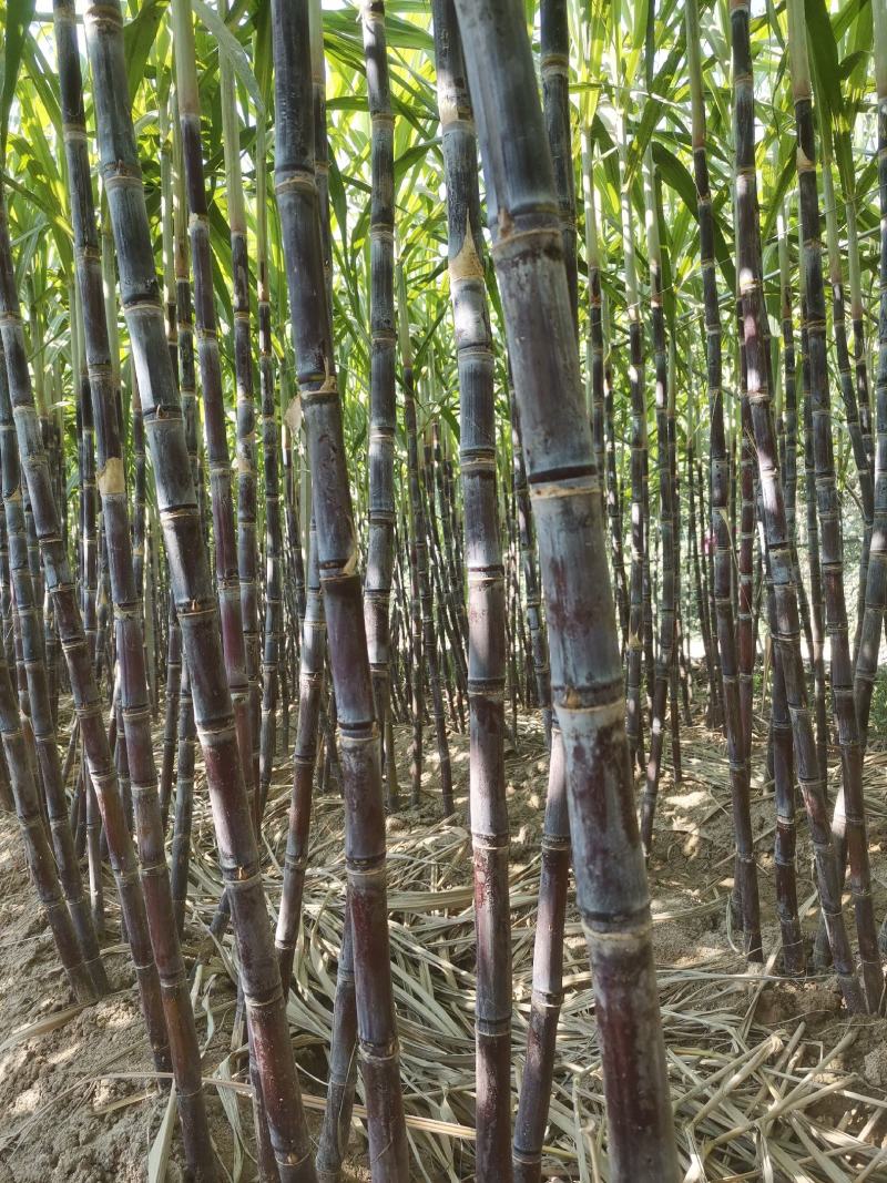 山东菏泽甘蔗苗甘蔗种子提供种植技术包成活率