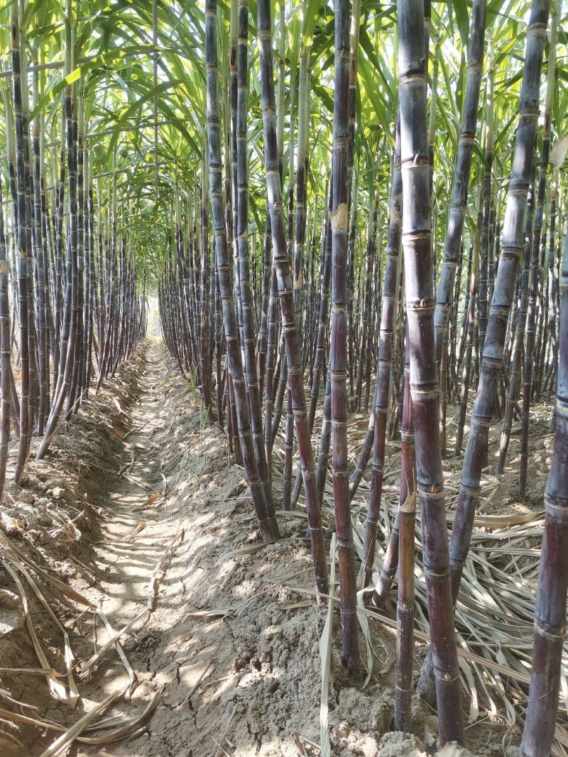 山东黑皮甘蔗苗、甘蔗种子、酥、脆、甜，（包种植成功技术）