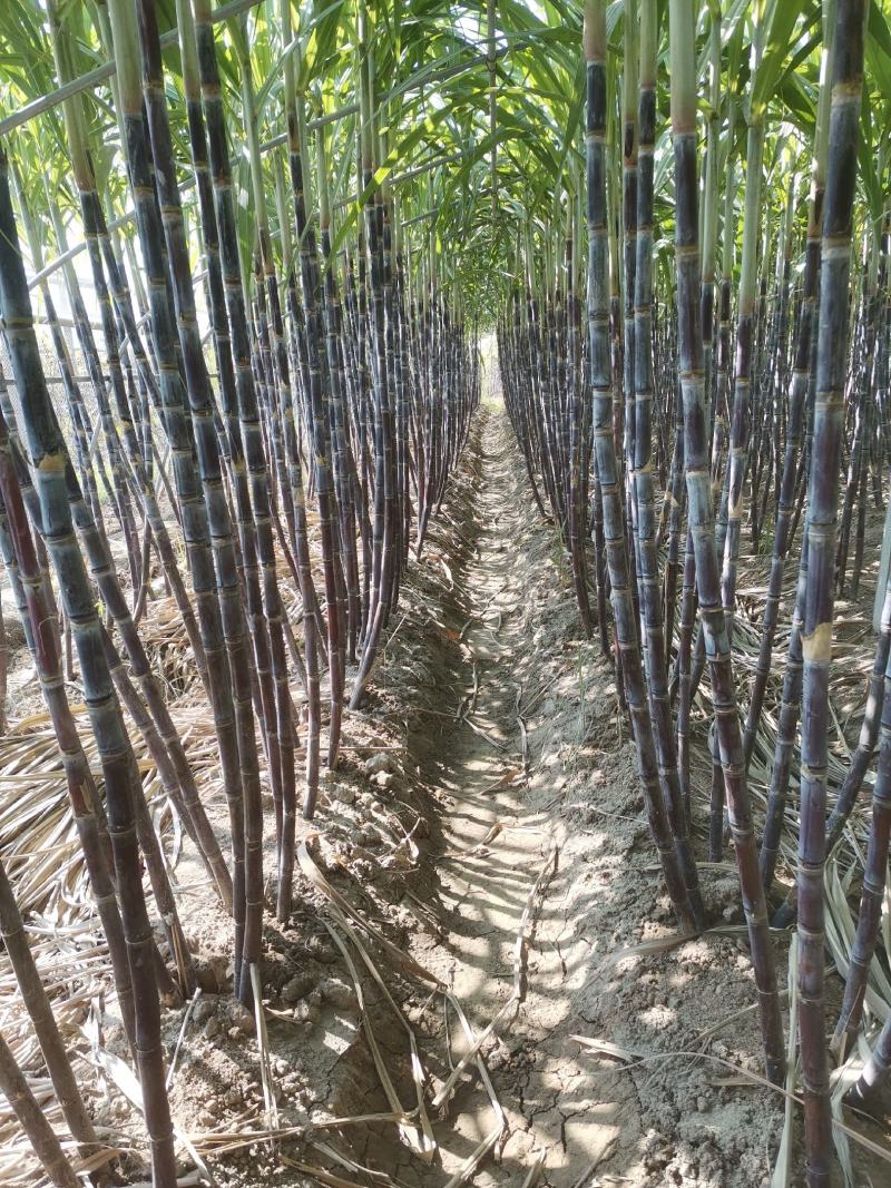 山东黑皮甘蔗苗、甘蔗种子、酥、脆、甜，（包种植成功技术）