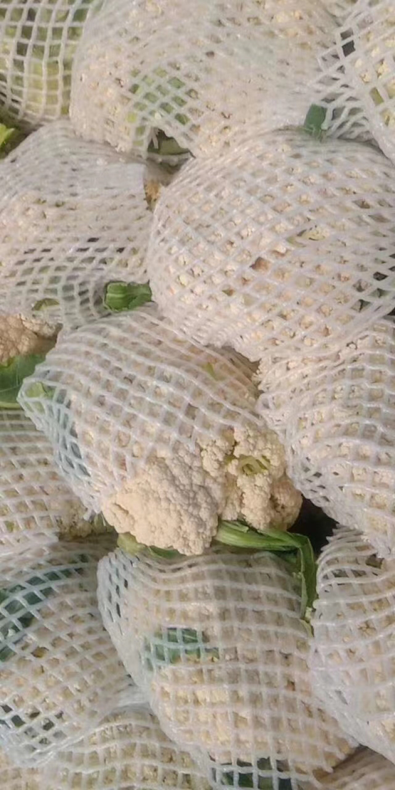 有机花，散花大量上市，产地直发，欢迎实力老板实地考察