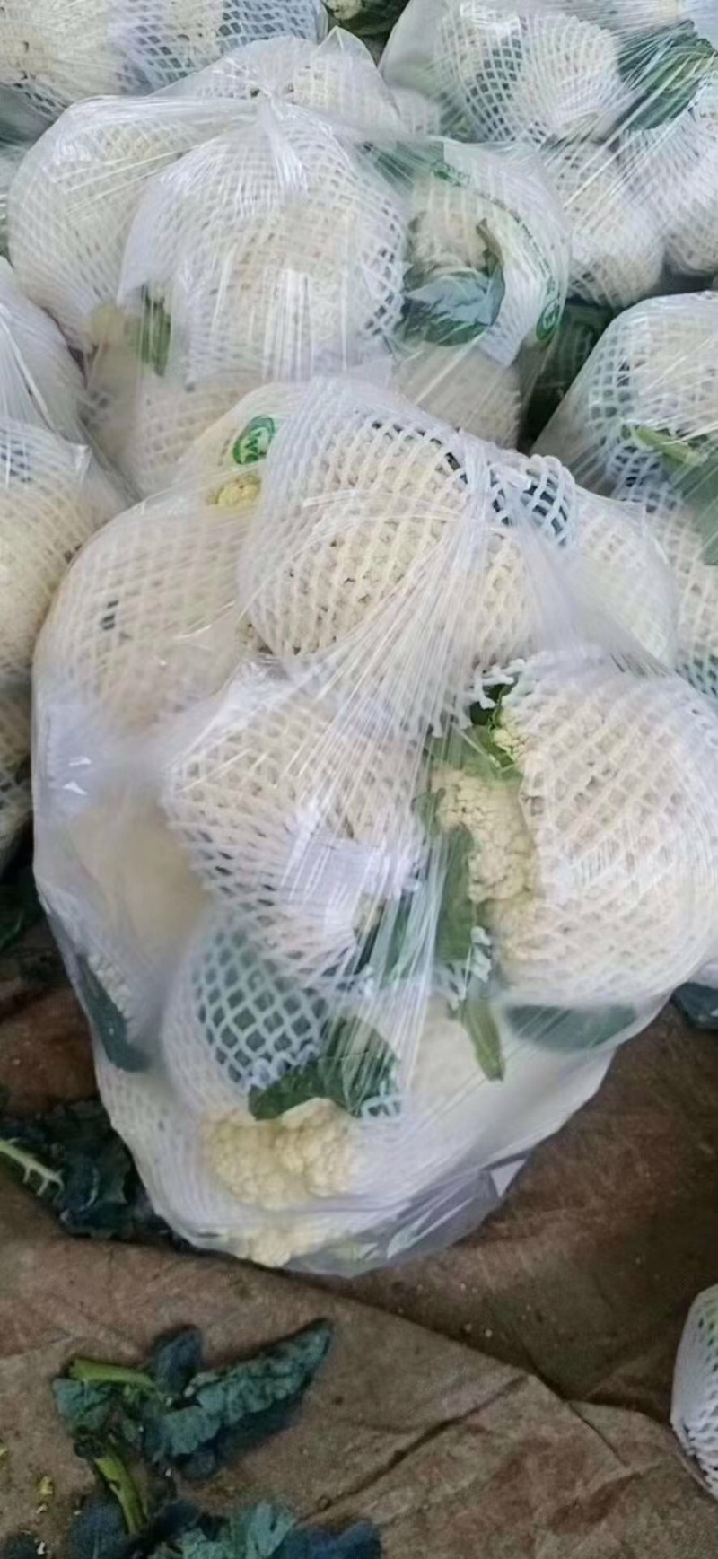 有机花，散花大量上市，产地直发，欢迎实力老板实地考察