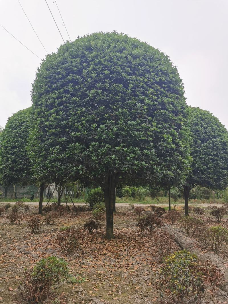 基地直销各规格精品桂花，价格优，质量好，欢迎来电咨询