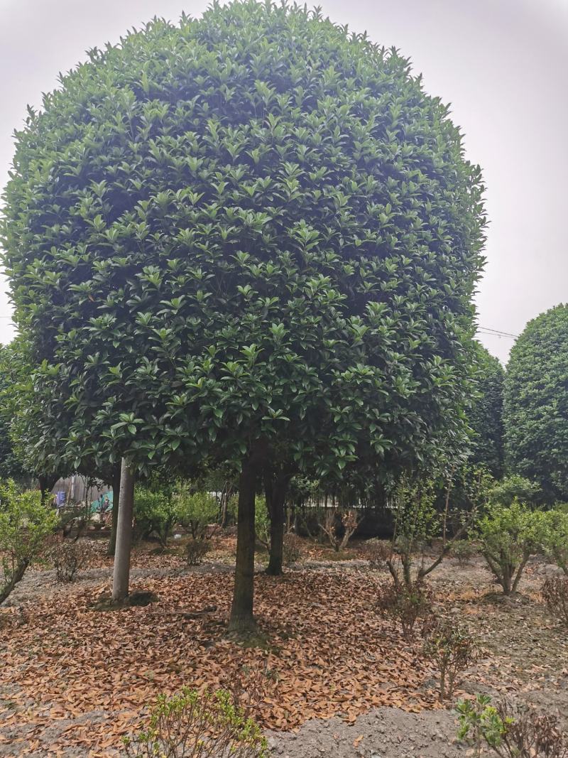 基地直销各规格精品桂花，价格优，质量好，欢迎来电咨询