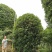 基地直销大小规格地笼桂花，量大从优，保质保量