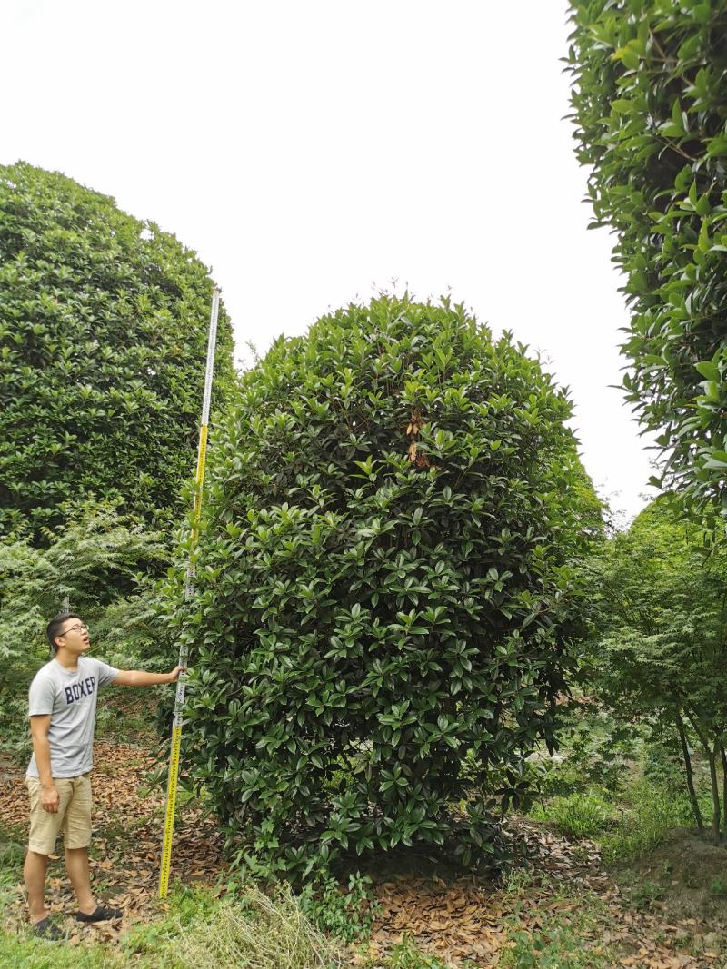 基地直销大小规格地笼桂花，量大从优，保质保量