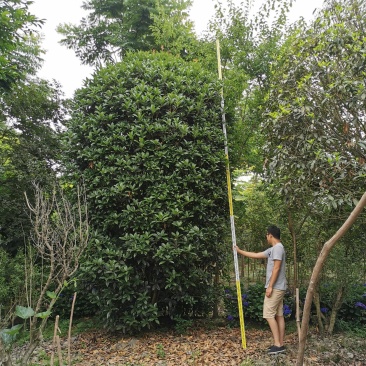 基地直销大小规格地笼桂花，量大从优，保质保量