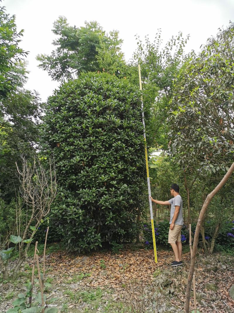 基地直销大小规格地笼桂花，量大从优，保质保量