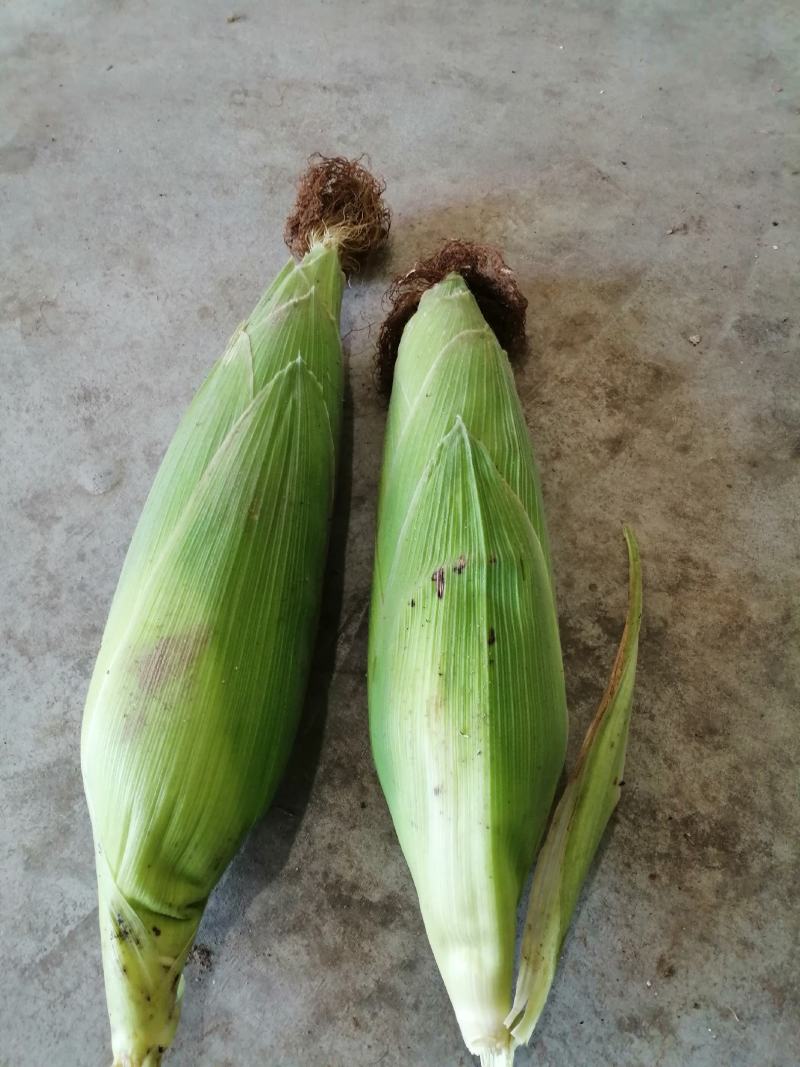 水果玉米黄色品种为先锋