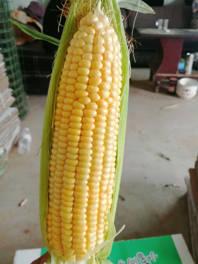 水果玉米黄色品种为先锋