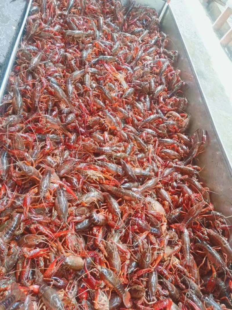 潜江优质鲜活小龙虾红虾，发货全国，提供《小龙虾检疫报告》