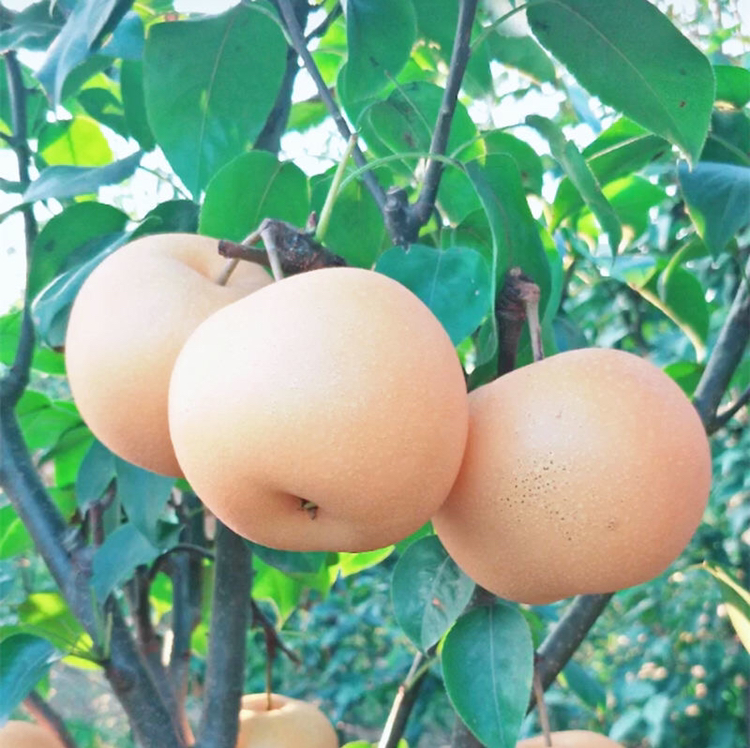 秋月梨整体展示