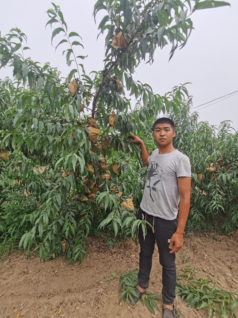 芒果口感晚熟黄油桃品种苗9-25国庆中秋双节成熟