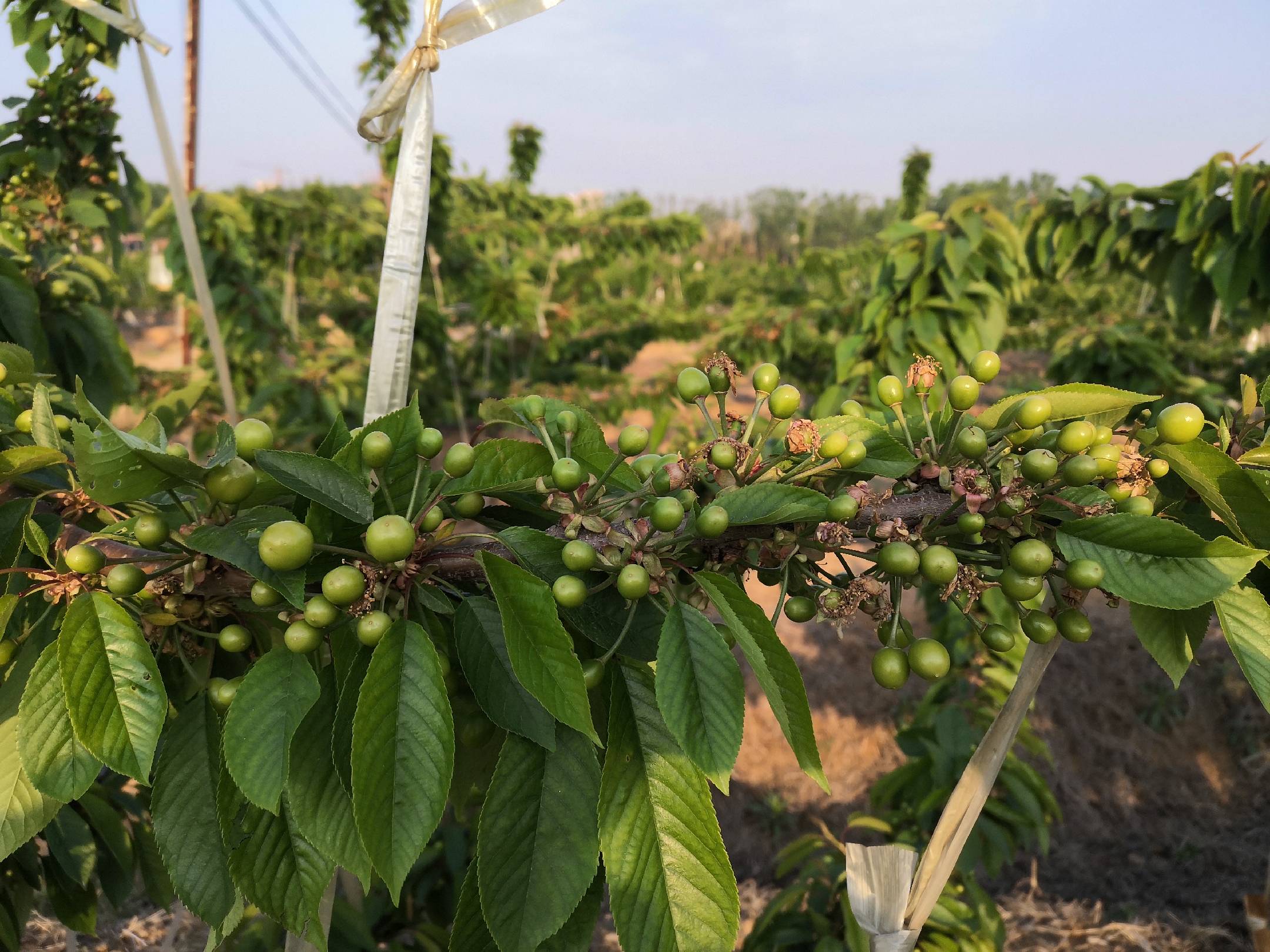 展示不同成熟阶段的大地樱桃果实,从青绿到鲜红的变化过程 樱桃成熟过程对比图