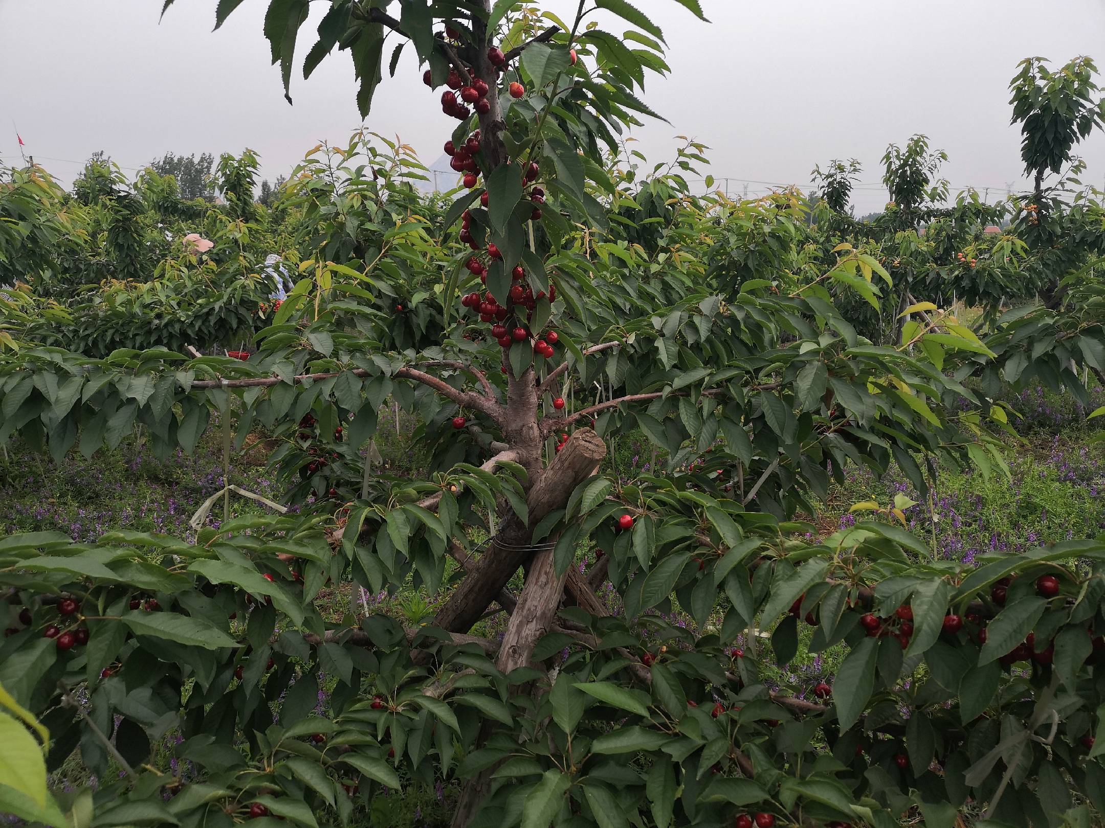 樱桃采摘游客体验