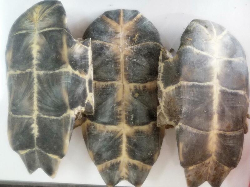中药材批发龟板巴西龟各种规格产地直销量大优惠